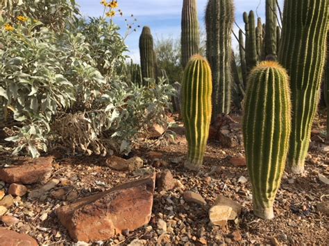 Why You Should Visit the Arizona-Sonora Desert Museum | Outdoorsy.com