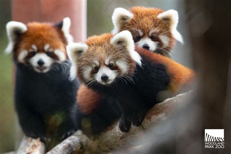 Red panda cubs recaptured after escaping from habitat at Woodland Park ...