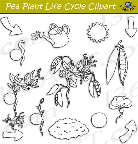 Pea Plant Life Cycle Clipart Set Download - Clipart 4 School