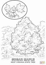 West Virginia State Tree coloring Page  Free Printable Coloring Pages sketch template