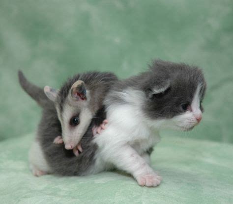 opossum hanging upside down - Google Search | Animals