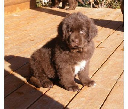 Brown NewFoundLand Puppy | Newfoundland puppies, Newfoundland dog puppy ...