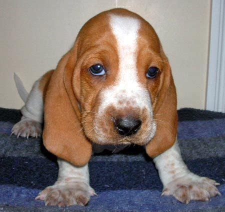 Basset Hound Dog Lovers: Training Your Basset-Hound to Listen to You