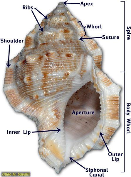 gastropod shell anatomy at DuckDuckGo | Sea shells, Shells, Shell beach