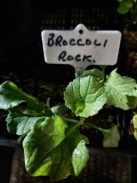 Broccoli Varieties — Eumundi Roses