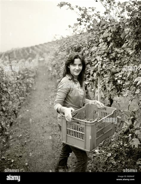 A woman picking grapes, Italy Stock Photo - Alamy