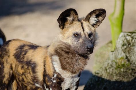 Do Wild Dogs Eat Hyenas