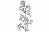 Hollyhock Adults Coloring Page Graphic By Forhadx5 · Creative Fabrica sketch template