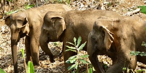 Guide to Wild Animals in Cambodia - Tours By Jeeps