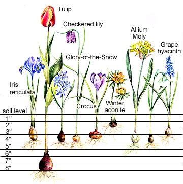 #bulb planting guide.