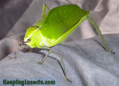 Giant Katydid – Keeping Insects