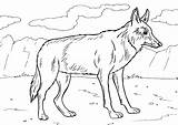 Coyote coloring Pages To Download And print For free sketch template