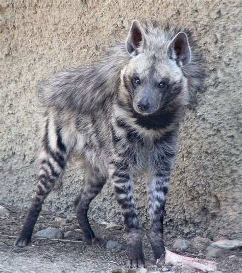 Hyena, Striped hyena and Hey dude on Pinterest