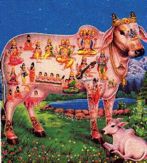 THE HOLY COW in HINDUISM