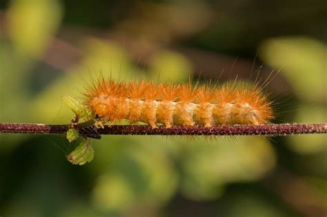 Free Images : nature, animal, green, insect, moth, fauna, invertebrate, caterpillar, close up ...