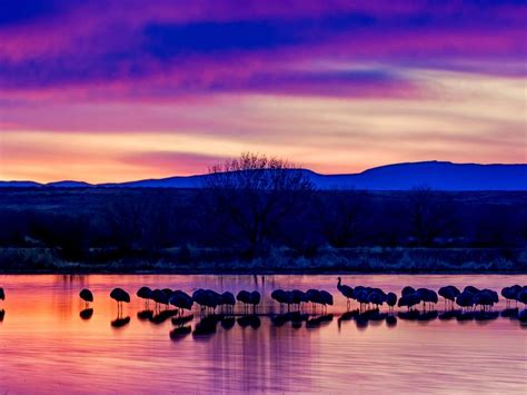 Bosque del Apache sunrise | Smithsonian Photo Contest | Smithsonian Magazine