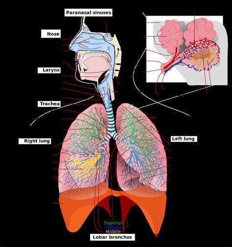 Airway Anatomy Diagram