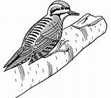 Woodpecker 1 Coloring Page  Free Printable Pages For Kids sketch template