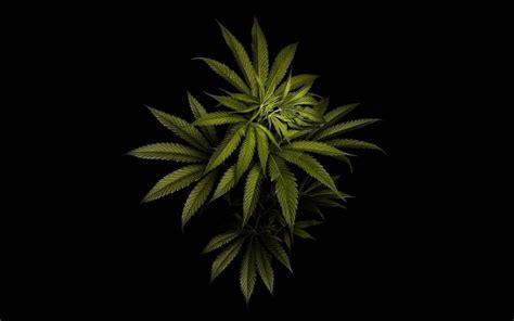 Ultra HD Weed Nugs Wallpapers on WallpaperDog