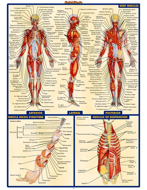 Human Anatomy - Muscles | Human anatomy systems, Human anatomy, Anatomy and physiology