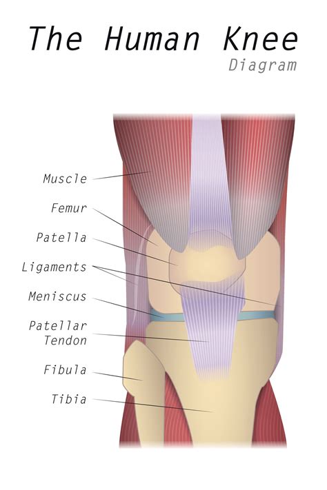 [DIAGRAM] Bent Knee Diagram - MYDIAGRAM.ONLINE