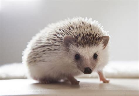 How to Care for Your Pet Hedgehog - Petful