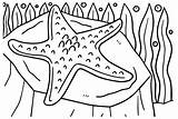 Starfish Star Fish Clip Coloring Outline Line Sea Clipart Drawing  sketch template