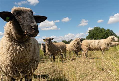 Surprising benefits of using sheep as lawn mowers