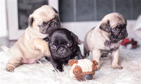 What is a Teacup (or Toy) Pug? - Boogie the Pug