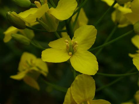 Brassica napus (Brassicaceae) image 15494 at PhytoImages.siu.edu