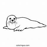 Animal Coloring Pages  Free Printable sketch template