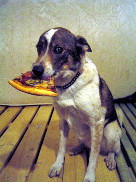 Dogs Eating Pizza (20 pics)