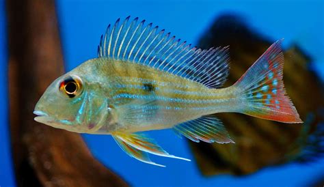 Geophagus surinamensis - Rotstreifen Erdfresser - Fishtopia