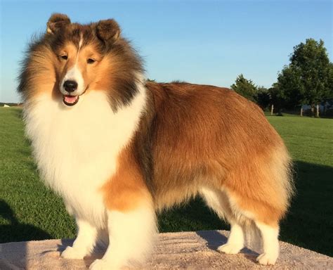 Shetland Sheepdog: Breed Profile & Facts(Best Guide)