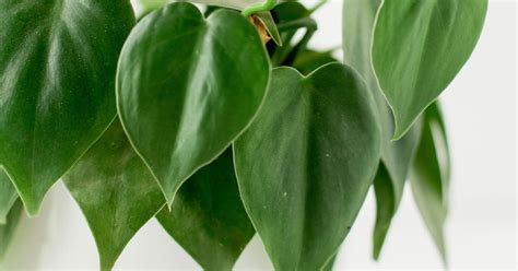 How To Propagate Philodendron - The Garden Magazine