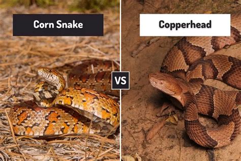 Northern Copperhead Snake