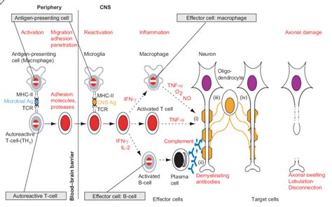 Putative action sites of mitoxantrone in MS. Mitoxantrone exerts ...