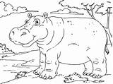 Free Printable Hippo Coloring Pages For Kids sketch template