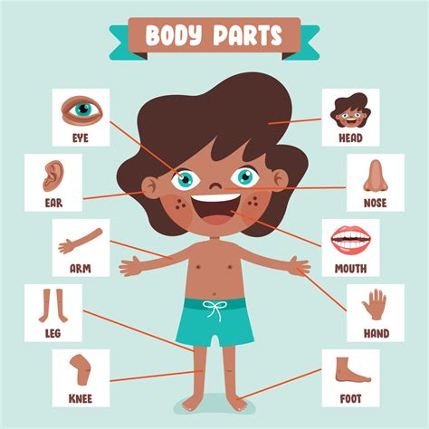 Cartoon Drawing Of Human Body Parts 13539642 Vector Art at Vecteezy