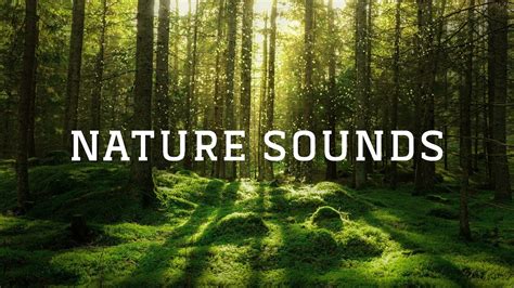 10 Hours Birdsong : Listen To The Sounds Of Nature - Summer Bird Sounds ...