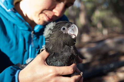 Bioacoustic monitoring of breeding in glossy and red-tailed black-cockatoos