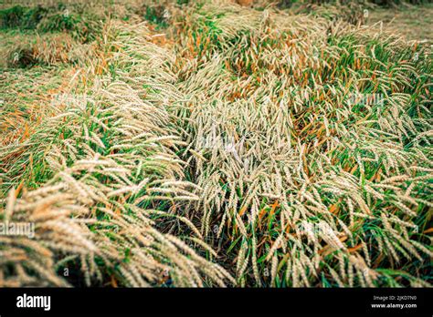 Wheat field, autumn harvest concept, top view Stock Photo - Alamy