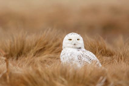 Beak of the Week: Snowy Owl | Pacific Bird