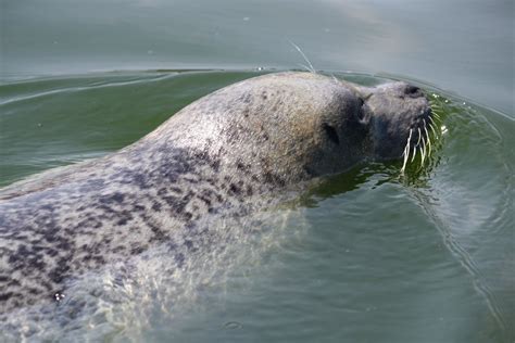 Free Images : sea, water, wildlife, fauna, seals, vertebrate, harbor seal, marine mammal, marine ...
