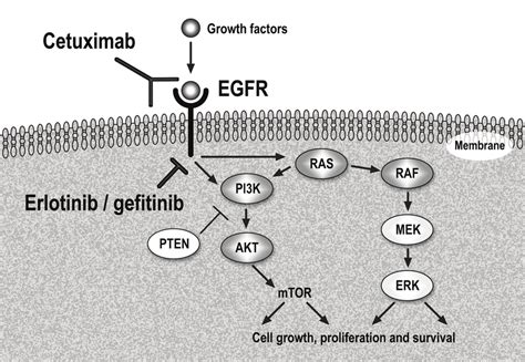 Epidermal Growth Factor receptor (EGFr) pathway and anti-EGFr therapy... | Download Scientific ...