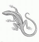 Printable Lizard Coloring Pages sketch template