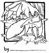 Anteaters  Colouring Pages Coloring Nation sketch template