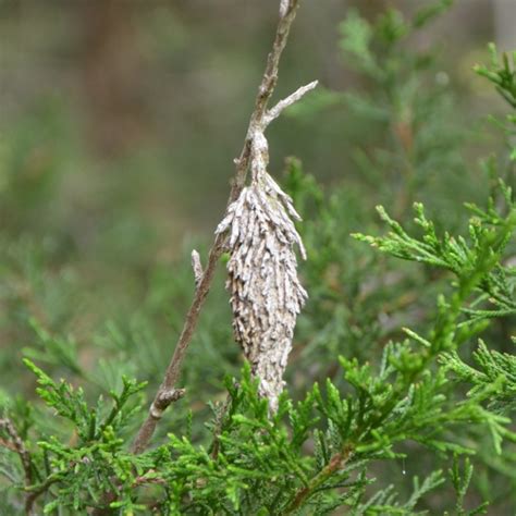 A Native Pest Who Has it in the Bag: The Evergreen Bagworm