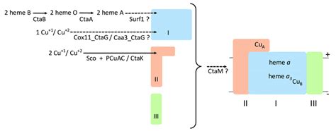 Scheme of cytochrome c oxidase biosynthesis in bacteria and the roles... | Download Scientific ...