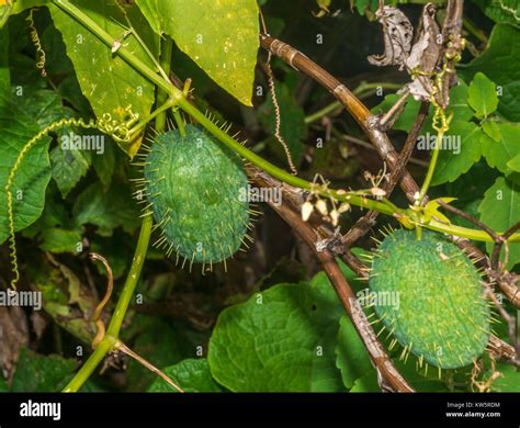 Echinocystis, known as Wild Cucumber, Balsam-Apple or Prickly Cucumber Stock Photo - Alamy